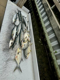 Destin Report Photo 2