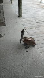 Port Canaveral Report Photo 2