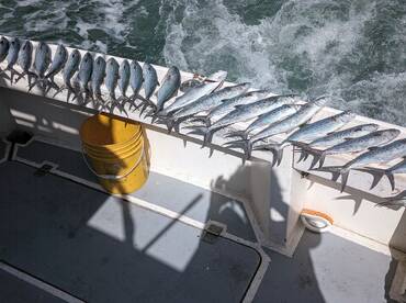 Spanish mackerel and blue fish season .