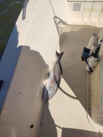 St. Augustine Report Photo 1