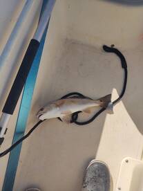 St. Augustine Report Photo 2