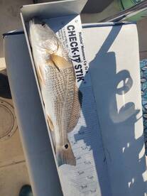 Redfish and black drum 