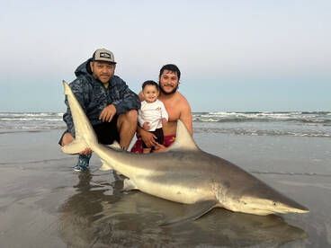 Blacktip sharks are in full force!