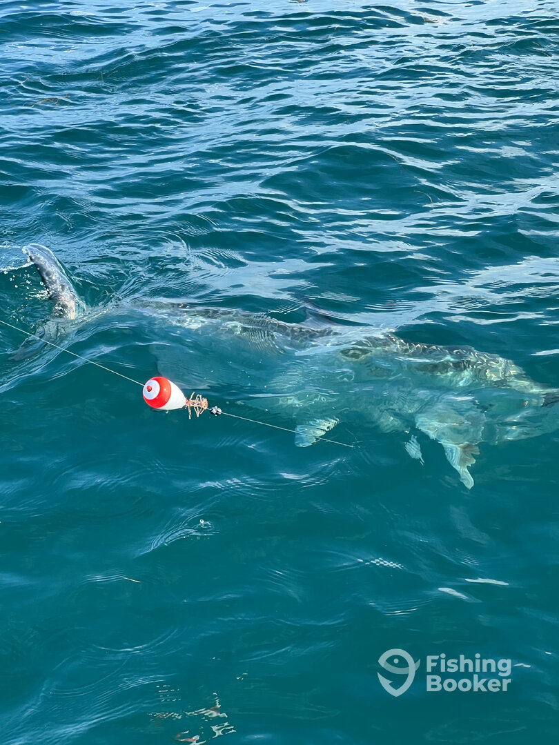Big Pine Key Report Photo 0