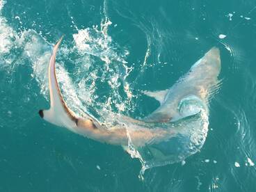 Night Tarpon and Shark