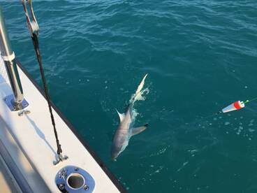 Islamorada Report Photo 2