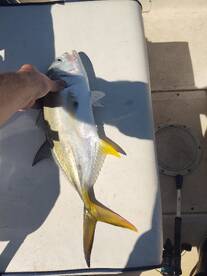 Catching a verity of fish!