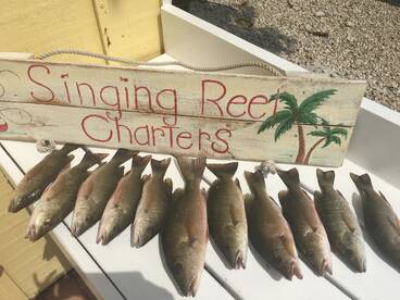 Short Day getting Mangrove in The Bay