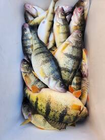 Eastern Lake Erie Perch CRUSH FEST!!!