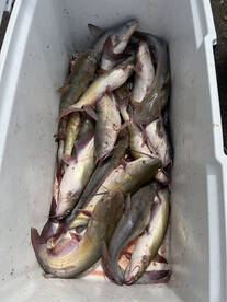 Montgomery Report Photo 2