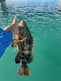 Juvenile goliath grouper