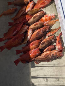 Rockfish season is open! 