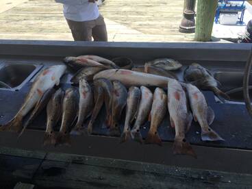 Fish are still biting