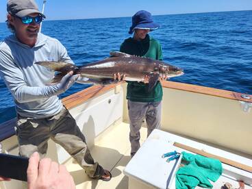 Cobia are here
