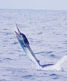 Ecuador Report Photo 1