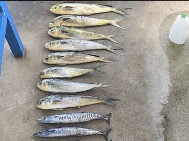 SUMMMERTIME MAHI MAHI 