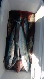 San Jose del Cabo Report Photo 1