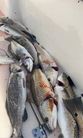 Seatrout & Reddrum bite