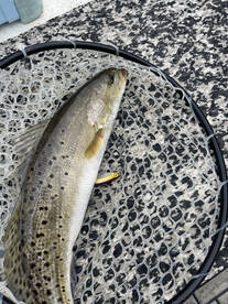 River Road Report Photo 2