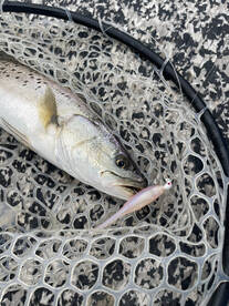 River Road Report Photo 1