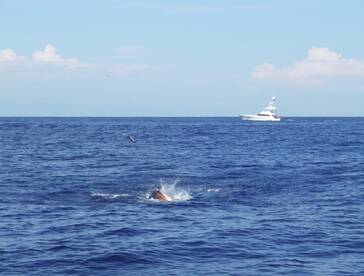 Quepos Report Photo 1