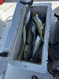 Mahis, tunas, and sharks!