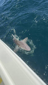 Destin Report Photo 1