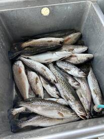 Spring bite