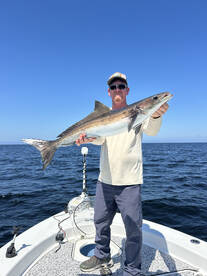 The cobia are here!!!!