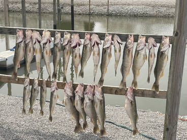 Walleye fishing is incredible right now!