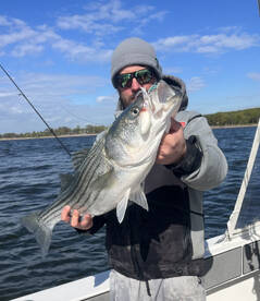 Striped bass insanity