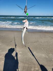 Kure Beach Report Photo 2