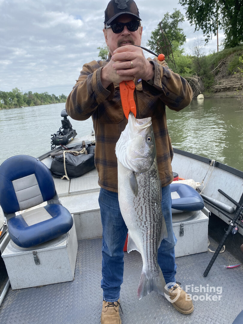 Huge male Striper 15# Trolling lure/KBrock trailer