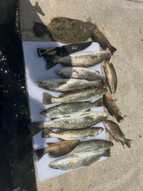Snook, seatrout, and snapper