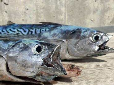 Makrel, Papanicoli fish