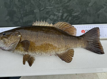 Plattsburgh Report Photo 2