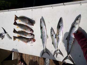 Murrells Inlet Report Photo 1