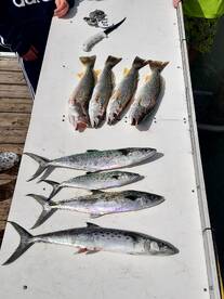 Murrells Inlet Report Photo 2
