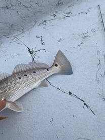 Rockport Report Photo 2