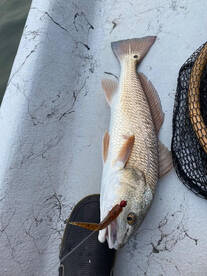 Rockport Report Photo 1