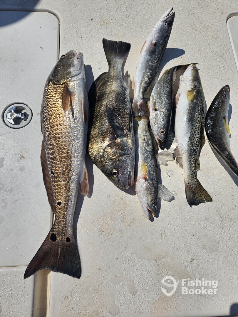 Cedar Key Report Photo 0