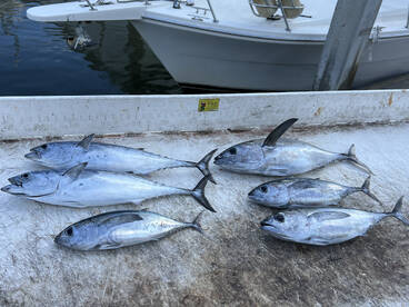 Fort Lauderdale Report Photo 2