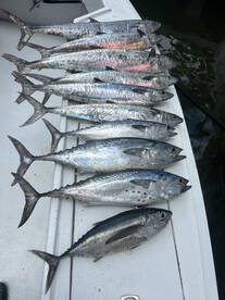 Kingfish and Tuna action