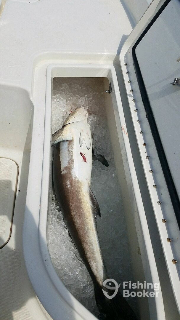 40lb cobia