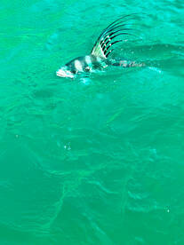 Cabo San Lucas Report Photo 1