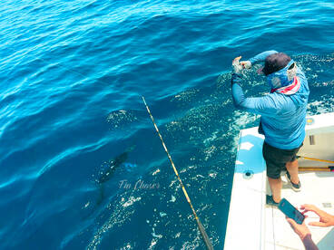 Cabo San Lucas Report Photo 2