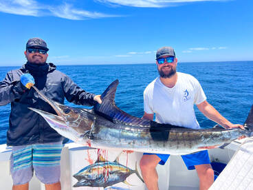 The Fin Chaser Chronicles - A Spectacula