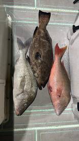 Grouper season opening day