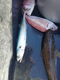 Mackerel,cod,red snapper