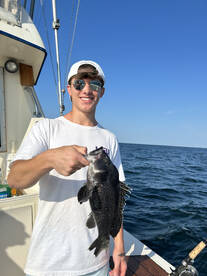 Sea bass. 